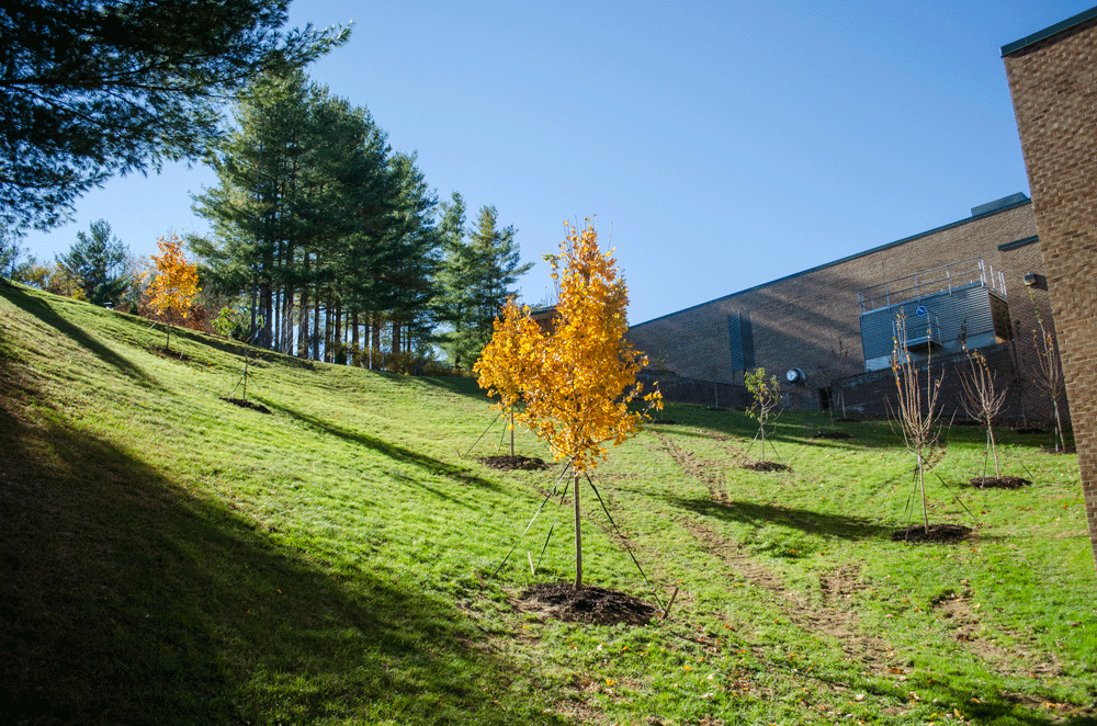 Landscape services planted 41 trees on Suicide Hill, a popular sledding spot. Photo by Morgan Cook  |  The Appalachian
