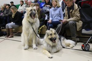 Owners Linda & David Liddle with their two shiloh shepherds, McKinley (right) who competed and won Best Crooked Smile and Sundance Kid (left) who was just here to make friends this year but won Best In Show five years ago