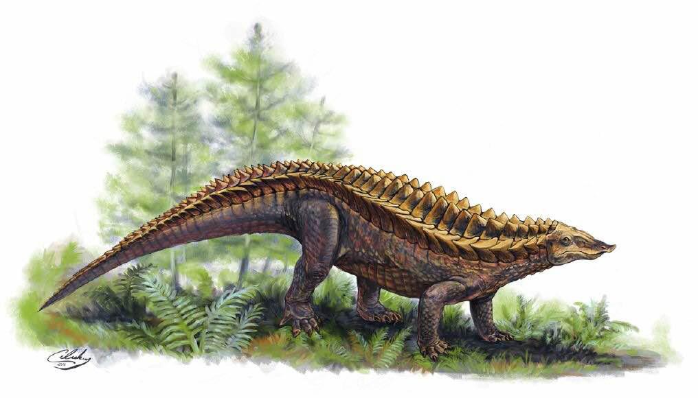 An illustration of what Matt Celeskey and Dr. Andrew Heckert think the Gorgetosuchus pekinensis looked like. Celeskey said, Gorgetosuchus was only described a few years ago, from only 20 pieces of armor, but thats enough to tell us that this was a very unique animal.