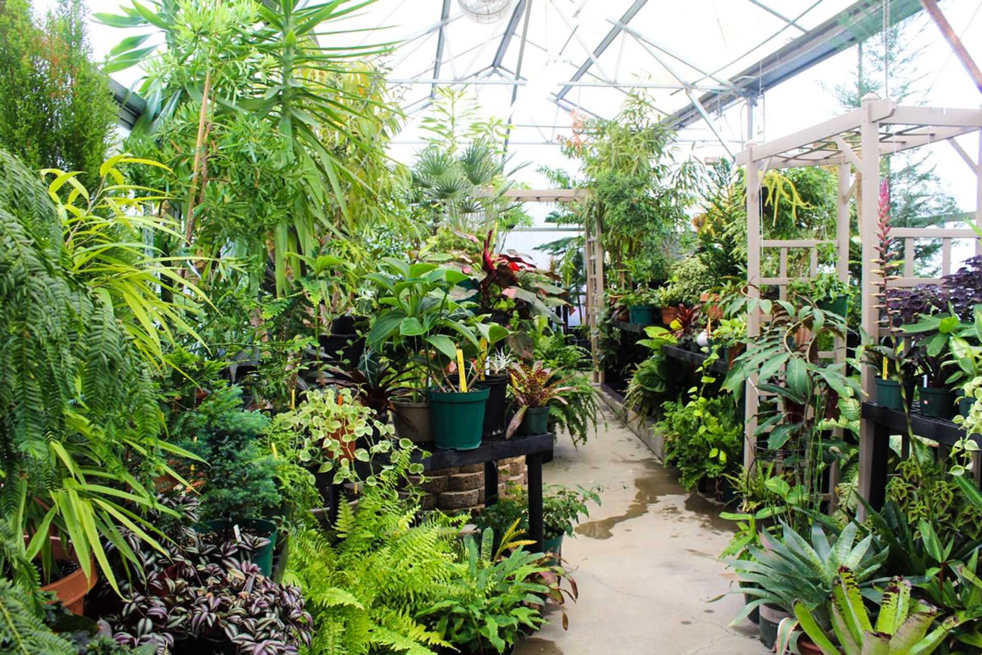 The Appalachian State Biology Greenhouse is located off of State Farm Road. Its conservatory contains over 900 plant species. 