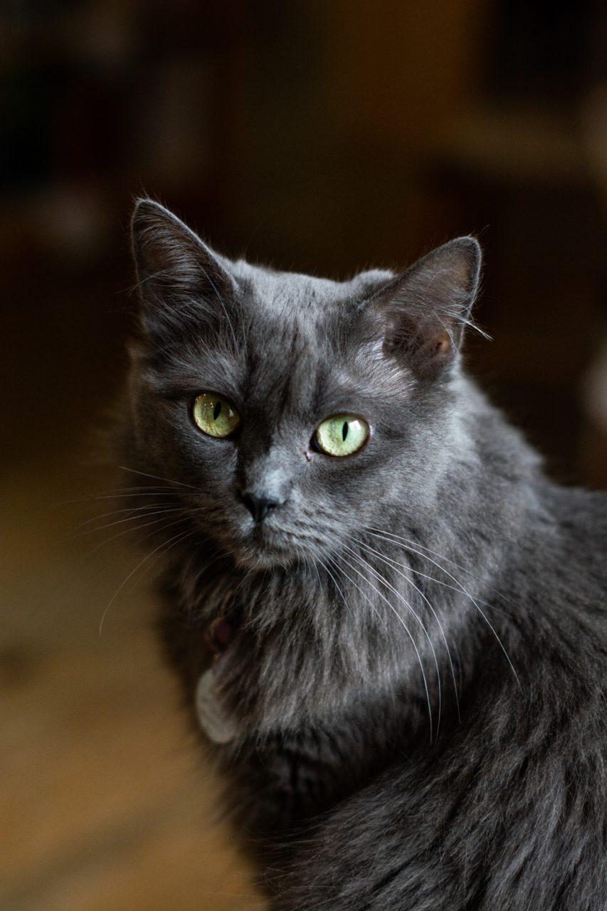 Jane, named after the author Jane Eyre, is a friendly and sociable cat that lives at Foggy Pine. She is a long haired grey that loves attention.