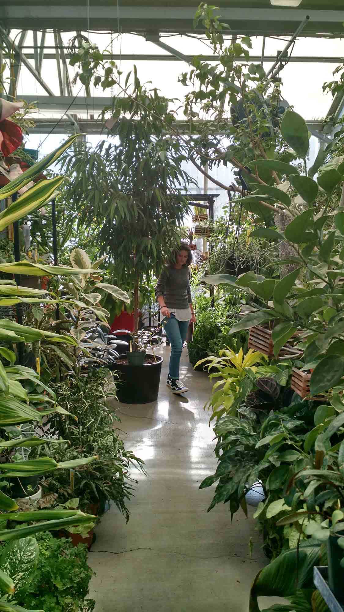 Plants species from nearly every country are represented in the Biology Greenhouse.  The greenhouse uses this diversity to teach labs for Botany and Ecology classes.

