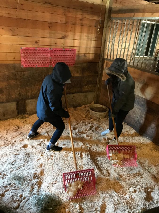 Elizabeth Ortega and Brycen Radford volunteering at Horse Helpers of the High Country for the MLK Challenge on Martin Luther King Junior Day.