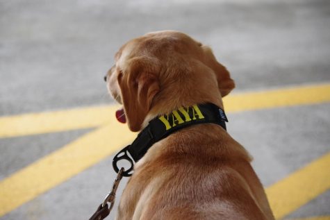 App State Police has a new officer on the job — two-year-old Labrador retriever Yaya, an explosive detection dog. 