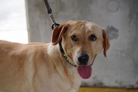 App state dog clearance collar