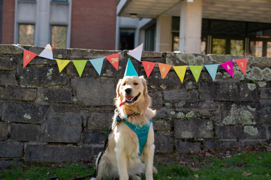 An+App+State+campus+celebrity+celebrated+their+birthday+Tuesday+-+Teddy+the+golden+retriever.+Teddy+patiently+posed+in+front+of+his+birthday+banner+while+waiting+for+his+dog+safe+birthday+cake.