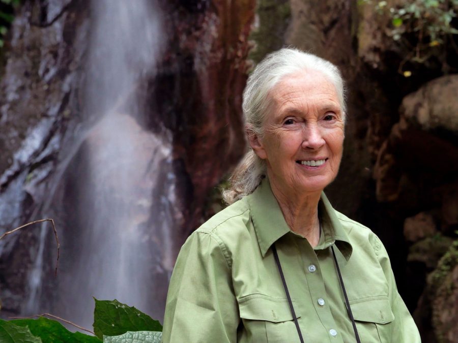 Jane+Goodall%2C+known+for+her+research+on+primates+over+the+last+60+years%2C+spoke+with+App+State+students+Nov.+18+via+Zoom.+
