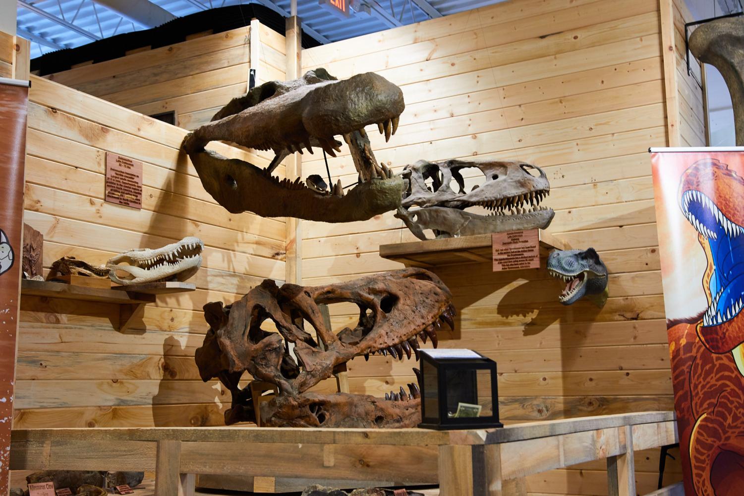 t rex fossil museum