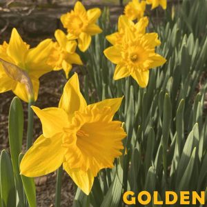 Freshly planted daffodils planted on Rivers St. by Durham Park. This specific type of daffodil is called February Gold for its bright, vibrant yellows, which give a nod to App States official colors. 