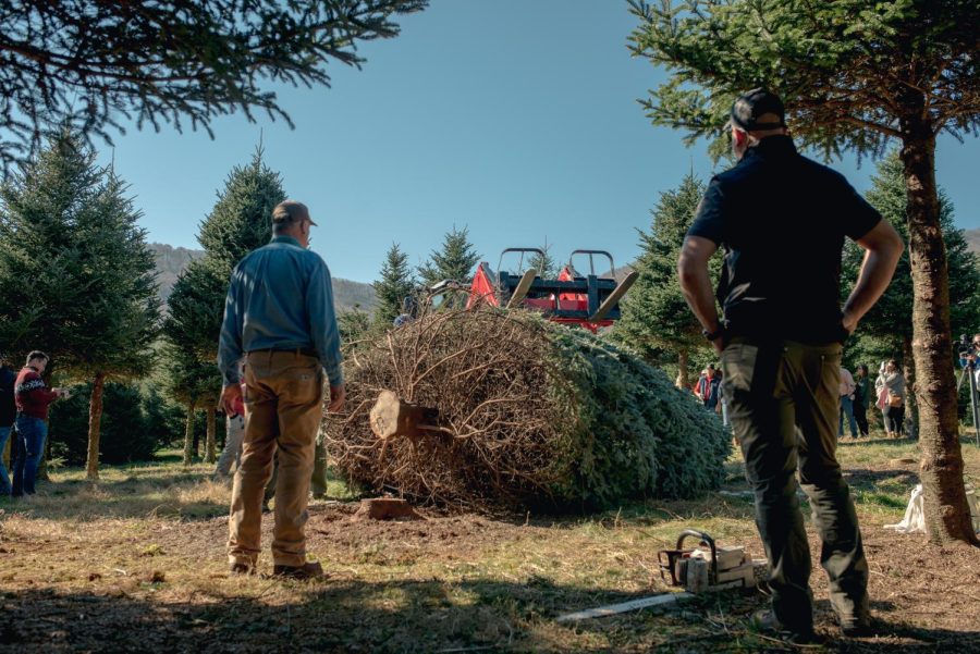 Rusty Estes (left), owner of Peak Farms, looks at the 20-foot-tall Frasier fir bound for the White House as his son Beau Estes operates the tractor to lift the tree. Rusty Estes has worked in the Christmas tree industry since 1979. 