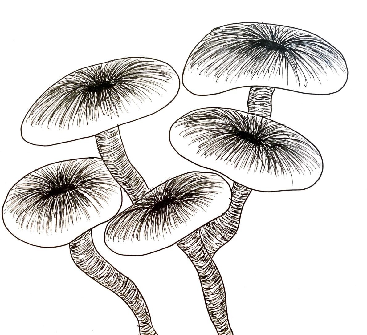 Hospitality to mushrooms: Boones local fungi seller