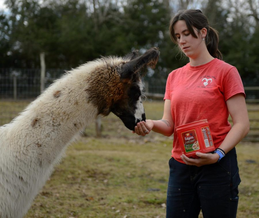 Ayla Albert feeds an alpaca at Apple Hill Farm.