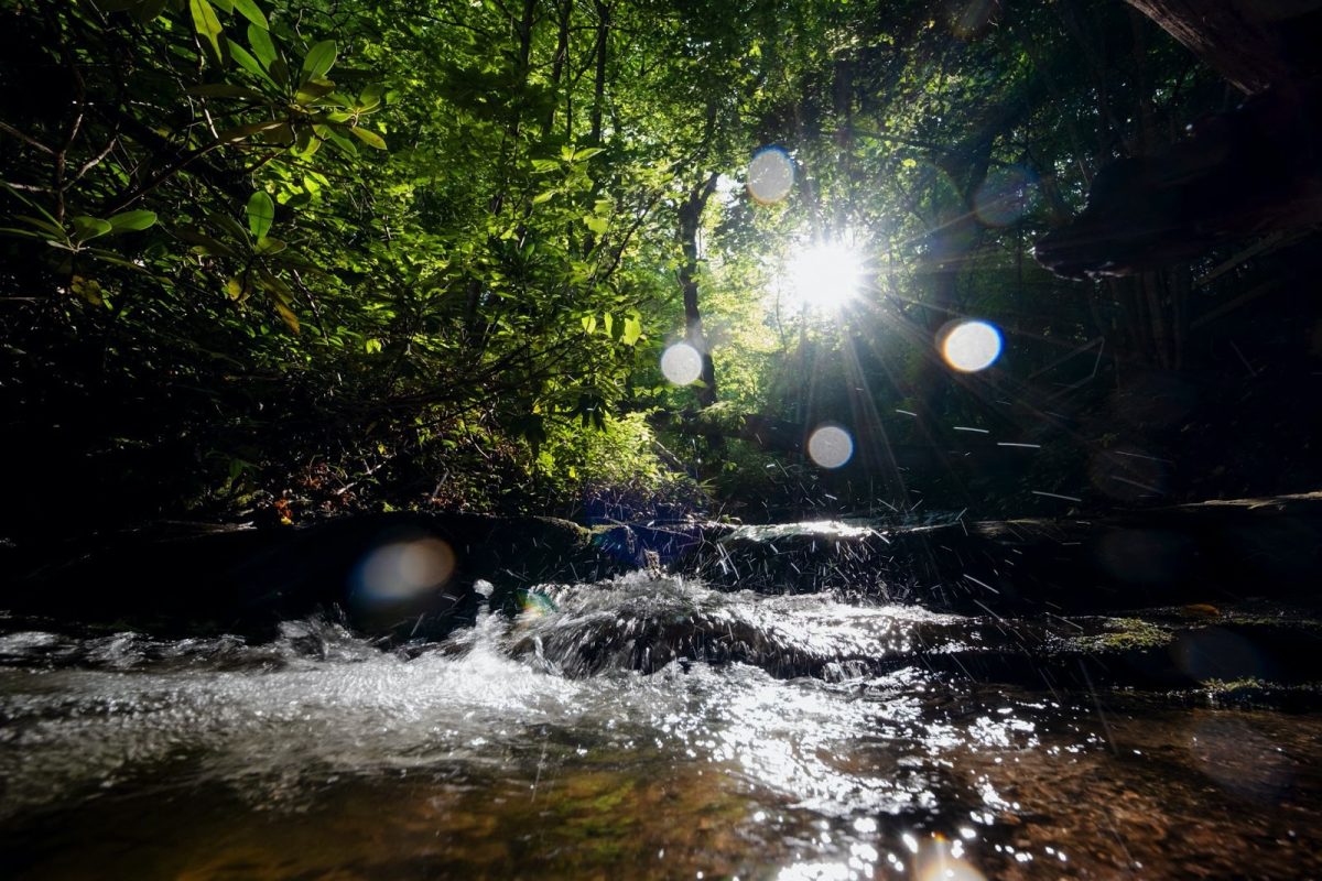 The sun shines through the trees lighting the stream along the trail route. July 21, 2023. 
