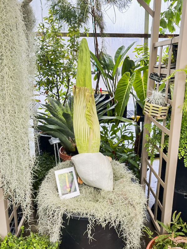 App State’s Titan Arum, commonly known as the “corpse flower” in the early stages of blooming Nov. 15, 2023. 
