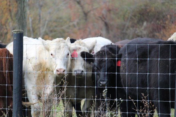 Cows gather in a pasture at Shipley Farms on Oct. 27. Shipley Farms is a cattle farm located in Vilas.   