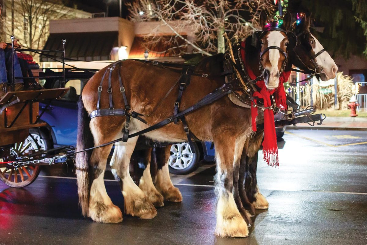 Horse-drawn carriages make their way through downtown Boone during Festive First Friday on Dec. 1, 2023. Courtesy of Lane Moody