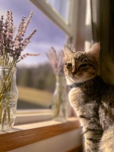 Dewey watches the sun through the window at Emma Ward’s home in Vilas on Jan. 25. Courtesy of Emma Ward.