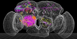 A reconstruction of neurons from five different fruit flies overlaid on a 3D image of the fly’s brain. Courtesy of Andrew Bellemer.
