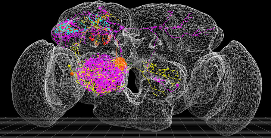 A reconstruction of neurons from five different fruit flies overlaid on a 3D image of the fly’s brain. Courtesy of Andrew Bellemer.
