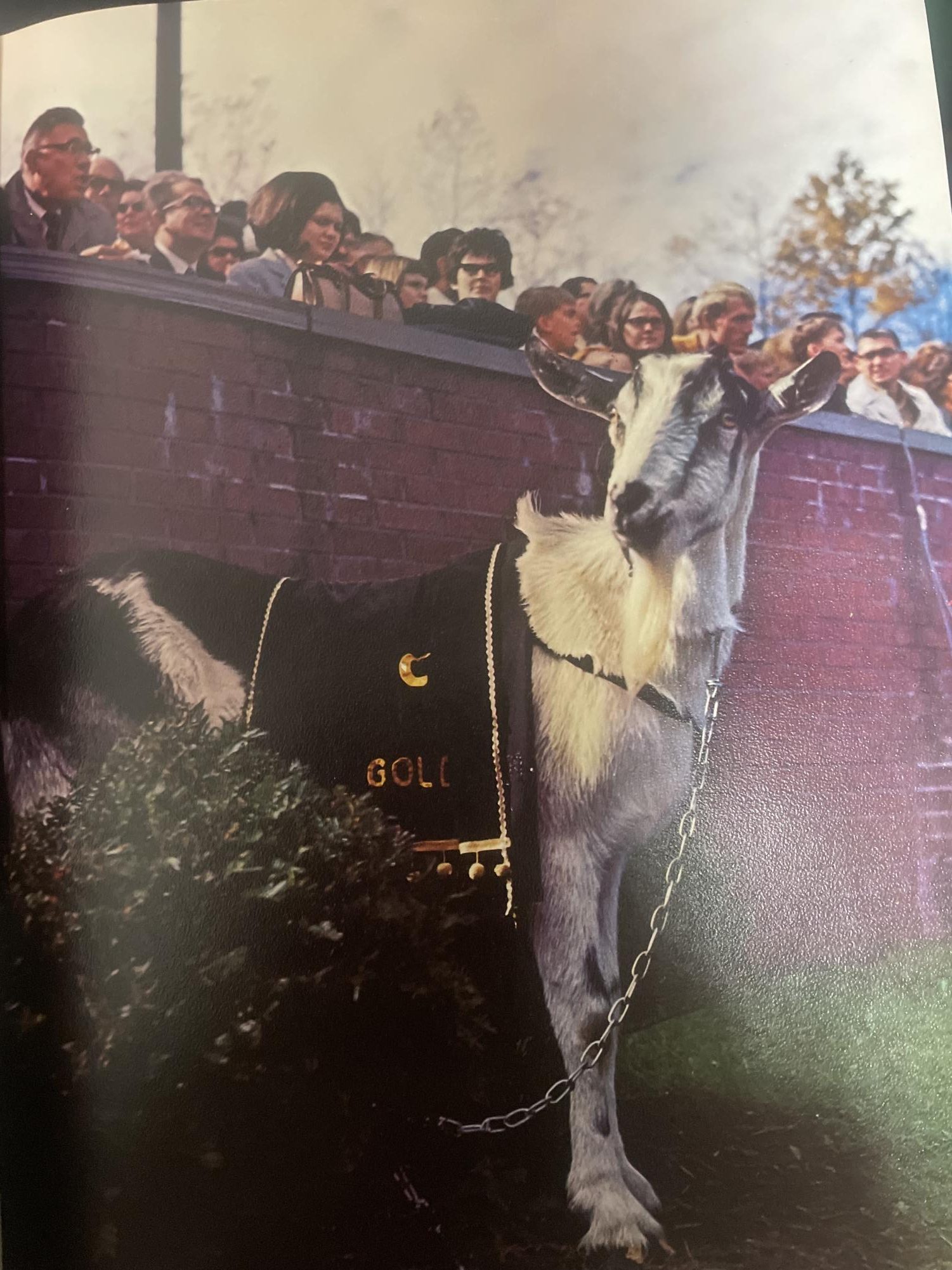 Goldie the goat was Yosef’s companion and the inspiration behind today’s Goldie Awards, a student choice award given to faculty and staff members. Photo from The Rhododendron.