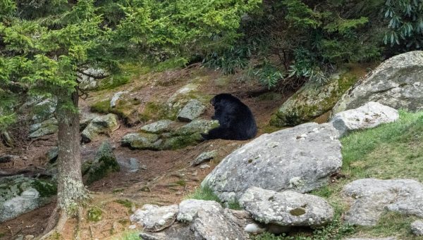 Guardians of the Grandfather Mountain Bears