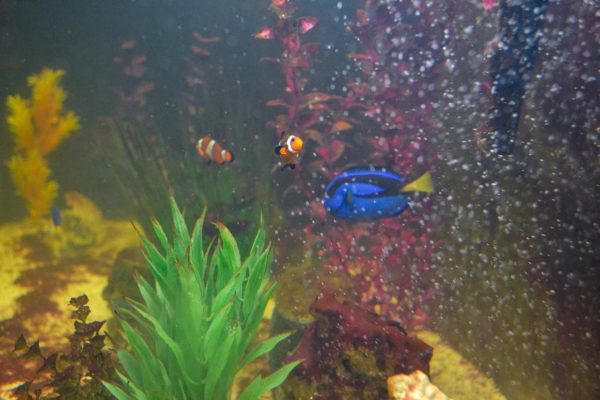 Exploring App State’s unusual animal exhibits
