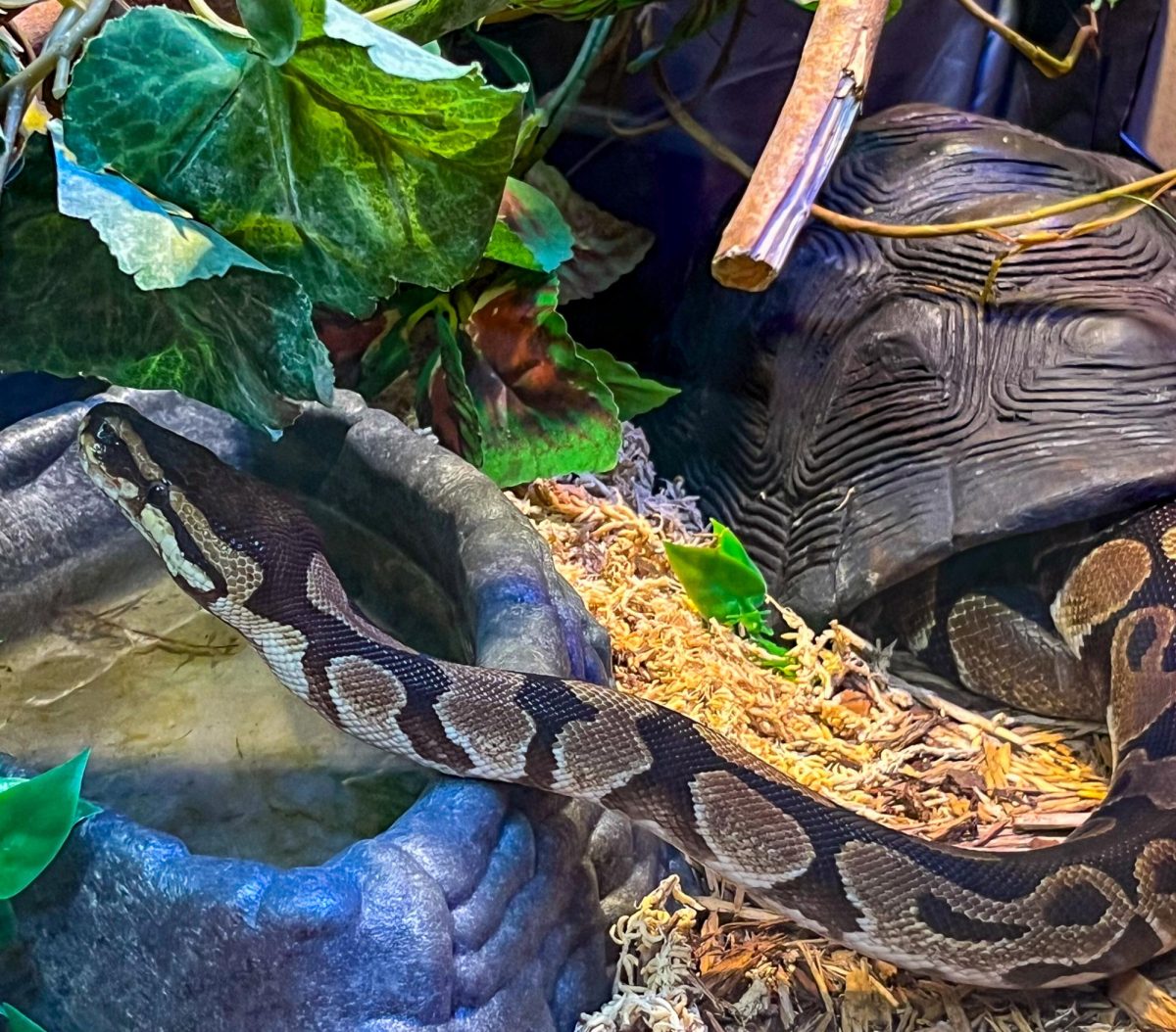 Violet explores her habitat in Rankin Hall on Sept. 18. Ball pythons, like Violet, can grow up to 6 feet long.