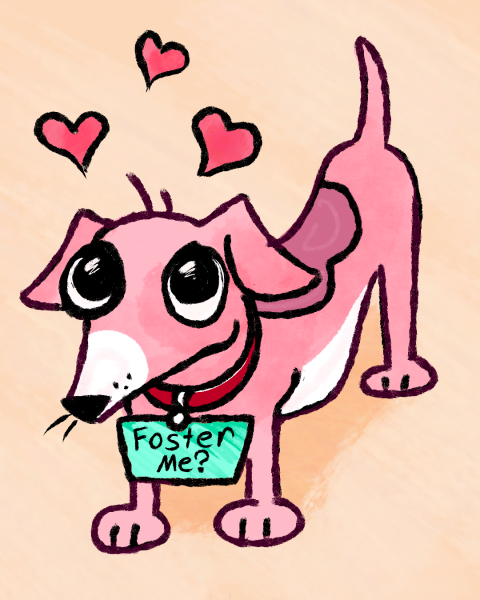 OPINION: Fostering animals is more important than you think