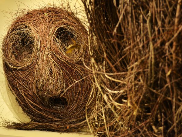 One of the “Here’s Looking At You” triptych sculptures appears to gaze at the viewer in the “Pilgrimage” exhibit by Patrick Dougherty at the Blowing Rock Art & History Museum on Nov. 15. The triptych sculptures are made to resemble the Green Man, symbolizing the interconnectedness between humans and nature.