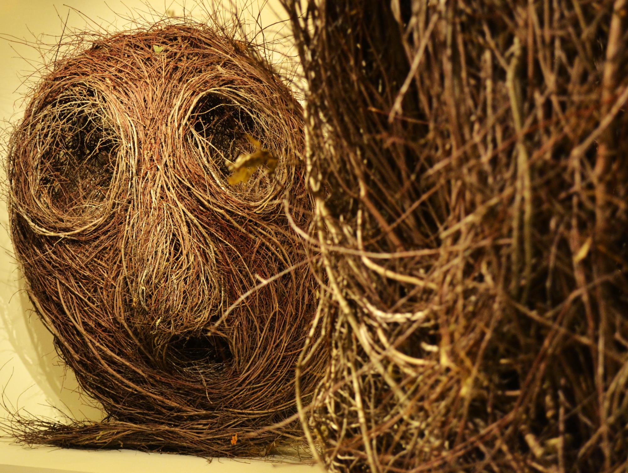 One of the “Here’s Looking At You” triptych sculptures appears to gaze at the viewer in the “Pilgrimage” exhibit by Patrick Dougherty at the Blowing Rock Art & History Museum on Nov. 15. The triptych sculptures are made to resemble the Green Man, symbolizing the interconnectedness between humans and nature.