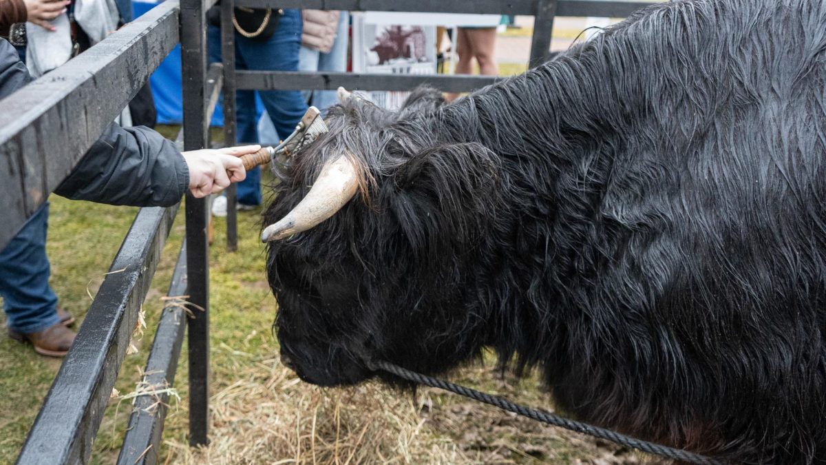 A Highland cow is brushed by a student on Sanford Mall on Feb. 27.